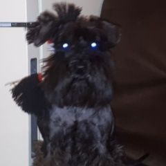 Подробнее об объявлении «Пропала собака Тюмень» Фото: пропала собака Цвергшнауцер «Пропала собака Тюмень» в г. Тюмень