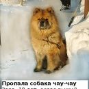 Подробнее об объявлении «Знаменка Пропала собака чау-чау» Фото: пропала собака Чау-чау «Знаменка Пропала собака чау-чау» в г. Знаменка