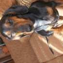 Подробнее об объявлении «Пропала собака Санкт-Петербург» Фото: пропала собака Такса «Пропала собака Санкт-Петербург» в г. Санкт-Петербург