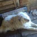 Подробнее об объявлении «Пропала собака кобель белый ккавказская овчарка кобель Нижний Новгород» Фото: пропала собака Кавказская овчарка «Пропала собака кобель белый ккавказская овчарка...» в г. Нижний Новгород