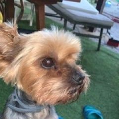 Подробнее об объявлении «Лобня Пропала собака» Фото: пропала собака Йоркширский терьер «Лобня Пропала собака» в г. Лобня