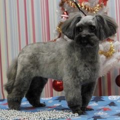 Подробнее об объявлении «Пропала собака кобель петербургская орхидея Ломоносов» Фото: пропала собака Петербургская орхидея «Пропала собака кобель петербургская орхидея...» в г. Ломоносов