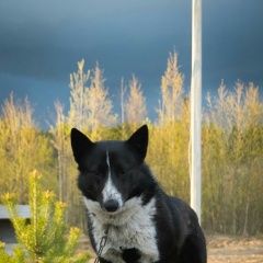 Подробнее об объявлении «Пропала собака кобель Ломоносов» Фото: пропала собака Западно-сибирская лайка «Пропала собака кобель Ломоносов» в г. Ломоносов