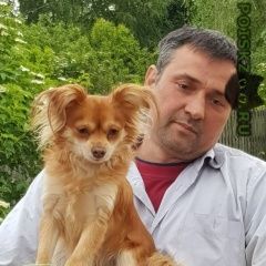 Подробнее об объявлении «Москва Пропала собака кобель помогите найти мальчика» Фото: пропала собака Русский той-терьер «Москва Пропала собака кобель помогите найти...» в г. Москва