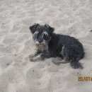 Подробнее об объявлении «Ханты-Мансийск Пропала собака цвергшнауцер» Фото: пропала собака Цвергшнауцер «Ханты-Мансийск Пропала собака цвергшнауцер» в г. Ханты-Мансийск