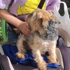 Подробнее об объявлении «Пропала собака Могилев» Фото: пропала собака Йоркширский терьер «Пропала собака Могилев» в г. Могилев