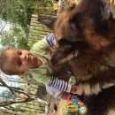 Подробнее об объявлении «Пропала собака Королев» Фото: пропала собака  «Пропала собака Королев» в г. Королев