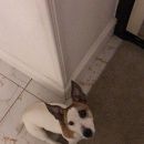 Подробнее об объявлении «Балашиха Пропала собака кобель джек рассел терьер» Фото: пропала собака Джек рассел терьер «Балашиха Пропала собака кобель джек рассел терьер» в г. Балашиха