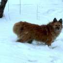 Подробнее об объявлении «Люберцы Пропала собака рыжая лохматая сука» Фото: пропала собака  «Люберцы Пропала собака рыжая лохматая сука» в г. Люберцы