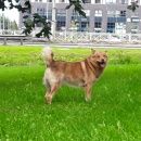 Подробнее об объявлении «Санкт-Петербург Пропала собака кобель рыжий пес с коричневым носом» Фото: пропала собака  «Санкт-Петербург Пропала собака кобель рыжий пес...» в г. Санкт-Петербург