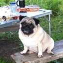 Подробнее об объявлении «Пропала собака мопс Санкт-Петербург» Фото: пропала собака Мопс «Пропала собака мопс Санкт-Петербург» в г. Санкт-Петербург