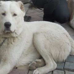 Подробнее об объявлении «Верея Пропала собака кобель в раменском районе, дер, 2 алабая» Фото: пропала собака Среднеазиатская овчарка «Верея Пропала собака кобель в раменском районе,...» в г. Верея