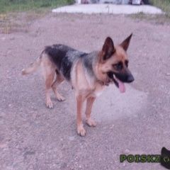 Подробнее об объявлении «Пропала собака немецкая овчарка Уссурийск» Фото: пропала собака Немецкая овчарка «Пропала собака немецкая овчарка Уссурийск» в г. Уссурийск