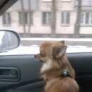 Подробнее об объявлении «Пропала собака кобель Санкт-Петербург» Фото: пропала собака Чихуахуа «Пропала собака кобель Санкт-Петербург» в г. Санкт-Петербург