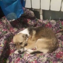 Подробнее об объявлении «Пропала собака кобель Балашов» Фото: пропала собака  «Пропала собака кобель Балашов» в г. Балашов