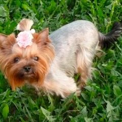 Подробнее об объявлении «Пропала собака продолжаю поиски своей крошки Санкт-Петербург» Фото: пропала собака Йоркширский терьер «Пропала собака продолжаю поиски своей крошки...» в г. Санкт-Петербург