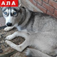 Подробнее об объявлении «Таганрог Пропала собака» Фото: пропала собака Сибирская хаски «Таганрог Пропала собака» в г. Таганрог