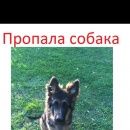 Подробнее об объявлении «Малаховка Пропала собака кобель» Фото: пропала собака Немецкая овчарка «Малаховка Пропала собака кобель» в г. Малаховка