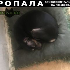 Подробнее об объявлении «Пропала собака кобель Троицк» Фото: пропала собака Той-терьер «Пропала собака кобель Троицк» в г. Троицк