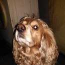 Подробнее об объявлении «Пропала собака кобель английский кокер спаниель Санкт-Петербург» Фото: пропала собака Английский кокер-спаниель «Пропала собака кобель английский кокер спаниель...» в г. Санкт-Петербург