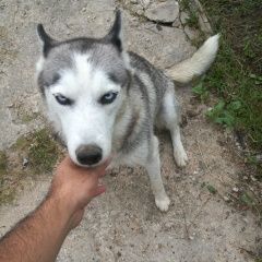 Подробнее об объявлении «Пропала собака хаски, сбежала с участка. Можайск» Фото: пропала собака Сибирская хаски «Пропала собака хаски, сбежала с участка. Можайск» в г. Можайск