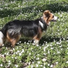 Подробнее об объявлении «Сестрорецк Пропала собака» Фото: пропала собака  «Сестрорецк Пропала собака» в г. Сестрорецк