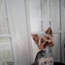 Подробнее об объявлении «Санкт-Петербург Пропала собака кобель спб пр.просвещения» Фото: пропала собака Йоркширский терьер «Санкт-Петербург Пропала собака кобель спб...» в г. Санкт-Петербург