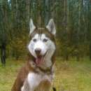 Подробнее об объявлении «Воронеж Пропала собака кобель породы сибирская хаски» Фото: пропала собака Сибирская хаски «Воронеж Пропала собака кобель породы сибирская...» в г. Воронеж