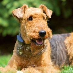 Подробнее об объявлении «Ижевск Пропала собака кобель» Фото: пропала собака Эрдельтерьер «Ижевск Пропала собака кобель» в г. Ижевск