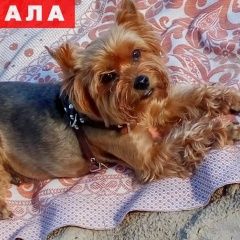 Подробнее об объявлении «Пропала собака кобель декабря Щелково» Фото: пропала собака Йоркширский терьер «Пропала собака кобель декабря Щелково» в г. Щелково