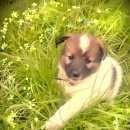 Подробнее об объявлении «Пропала собака кобель щенок Усмань» Фото: пропала собака  «Пропала собака кобель щенок Усмань» в г. Усмань