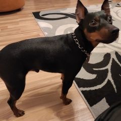 Подробнее об объявлении «Пропала собака кобель мини доберман Санкт-Петербург» Фото: пропала собака Доберман пинчер «Пропала собака кобель мини доберман...» в г. Санкт-Петербург