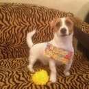 Подробнее об объявлении «Динская Пропала собака кобель» Фото: пропала собака Джек рассел терьер «Динская Пропала собака кобель» в г. Динская