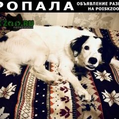 Подробнее об объявлении «Краснодар Пропала собака» Фото: пропала собака  «Краснодар Пропала собака» в г. Краснодар
