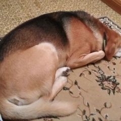 Подробнее об объявлении «Мытищи Пропала собака кобель февраля.» Фото: пропала собака  «Мытищи Пропала собака кобель февраля.» в г. Мытищи