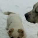 Подробнее об объявлении «Пропала собака кобель Нижний Новгород» Фото: пропала собака Среднеазиатская овчарка «Пропала собака кобель Нижний Новгород» в г. Нижний Новгород