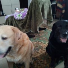 Подробнее об объявлении «Анапа Пропала собака» Фото: пропала собака  «Анапа Пропала собака» в г. Анапа