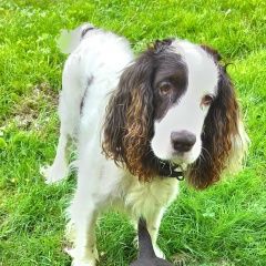 Подробнее об объявлении «Пропала собака кобель Нарофоминск» Фото: пропала собака Русский охотничий спаниель «Пропала собака кобель Нарофоминск» в г. Нарофоминск