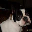 Подробнее об объявлении «Пропала собака французский бульдог 7 лет Санкт-Петербург» Фото: пропала собака Французский бульдог «Пропала собака французский бульдог 7 лет...» в г. Санкт-Петербург