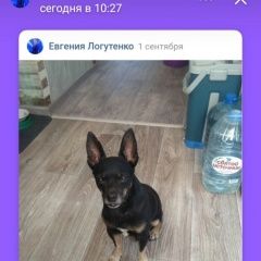 Подробнее об объявлении «Пропала собака кобель Ленинск-Кузнецкий» Фото: пропала собака Той-терьер «Пропала собака кобель Ленинск-Кузнецкий» в г. Ленинск-Кузнецкий