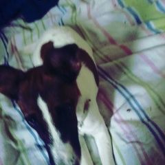 Подробнее об объявлении «Пролетарский Пропала собака фокстерьер гладкошерстный» Фото: пропала собака Фокстерьер «Пролетарский Пропала собака фокстерьер...» в г. Пролетарский