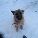 Подробнее об объявлении «Иваново Пропала собака» Фото: пропала собака  «Иваново Пропала собака» в г. Иваново