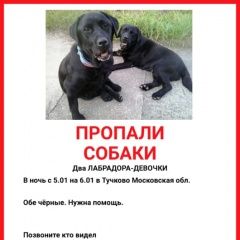 Подробнее об объявлении «Пропала собака и два лабрадора-девочки, Тучково» Фото: пропала собака Лабрадор ретривер «Пропала собака и два лабрадора-девочки, Тучково» в г. Тучково