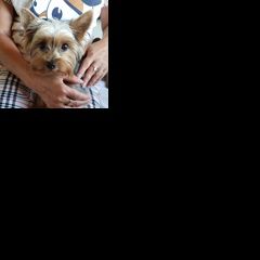 Подробнее об объявлении «Пропала собака кобель Санкт-Петербург» Фото: пропала собака Йоркширский терьер «Пропала собака кобель Санкт-Петербург» в г. Санкт-Петербург