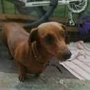 Подробнее об объявлении «Пропала собака рыжая такса Ангарск» Фото: пропала собака Такса «Пропала собака рыжая такса Ангарск» в г. Ангарск