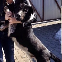 Подробнее об объявлении «Быково (Московская обл.) Пропала собака кобель» Фото: пропала собака  «Быково (Московская обл.) Пропала собака кобель» в г. Быково (Московская обл.)