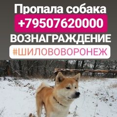 Подробнее об объявлении «Пропала собака кобель акита - ину Воронеж» Фото: пропала собака Акита-ину «Пропала собака кобель акита - ину Воронеж» в г. Воронеж