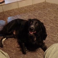 Подробнее об объявлении «Симферополь Пропала собака кобель» Фото: пропала собака Русский охотничий спаниель «Симферополь Пропала собака кобель» в г. Симферополь