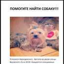 Подробнее об объявлении «Киров (Кировская обл.) Пропала собака йоркширский терьер» Фото: пропала собака Йоркширский терьер «Киров (Кировская обл.) Пропала собака...» в г. Киров (Кировская обл.)