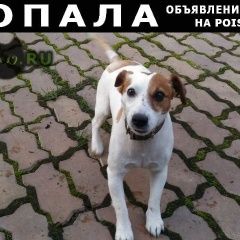 Подробнее об объявлении «Мурманск Пропала собака кобель» Фото: пропала собака Джек рассел терьер «Мурманск Пропала собака кобель» в г. Мурманск